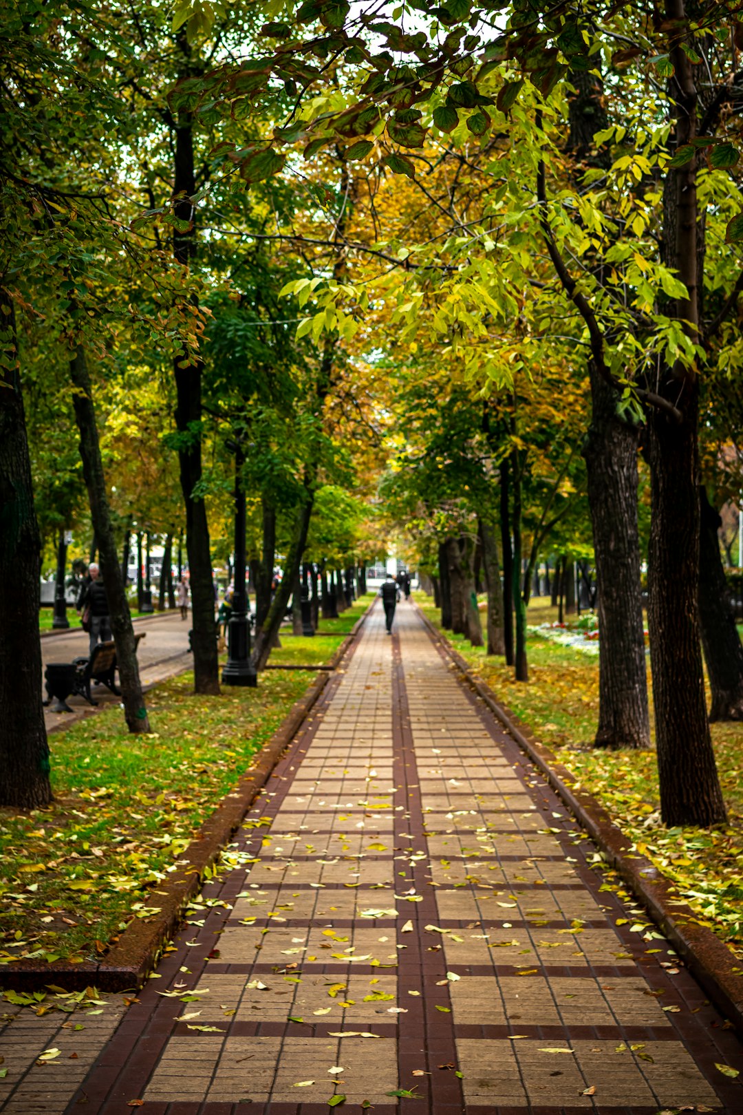 man walking along a pathway between trees