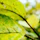 Close-up of eco-friendly food packaging with natural textures and green leaves in the background.