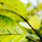 Close-up of eco-friendly food packaging with natural textures and green leaves in the background.