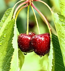 closeup photo of two cherry fruits