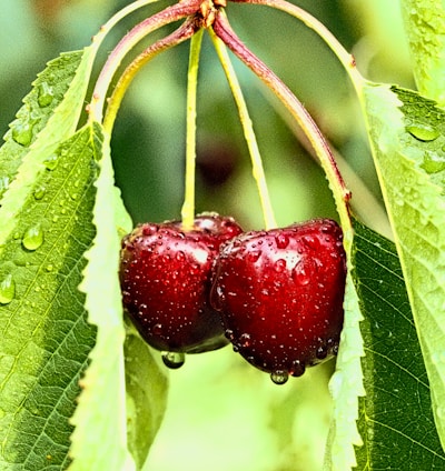 closeup photo of two cherry fruits