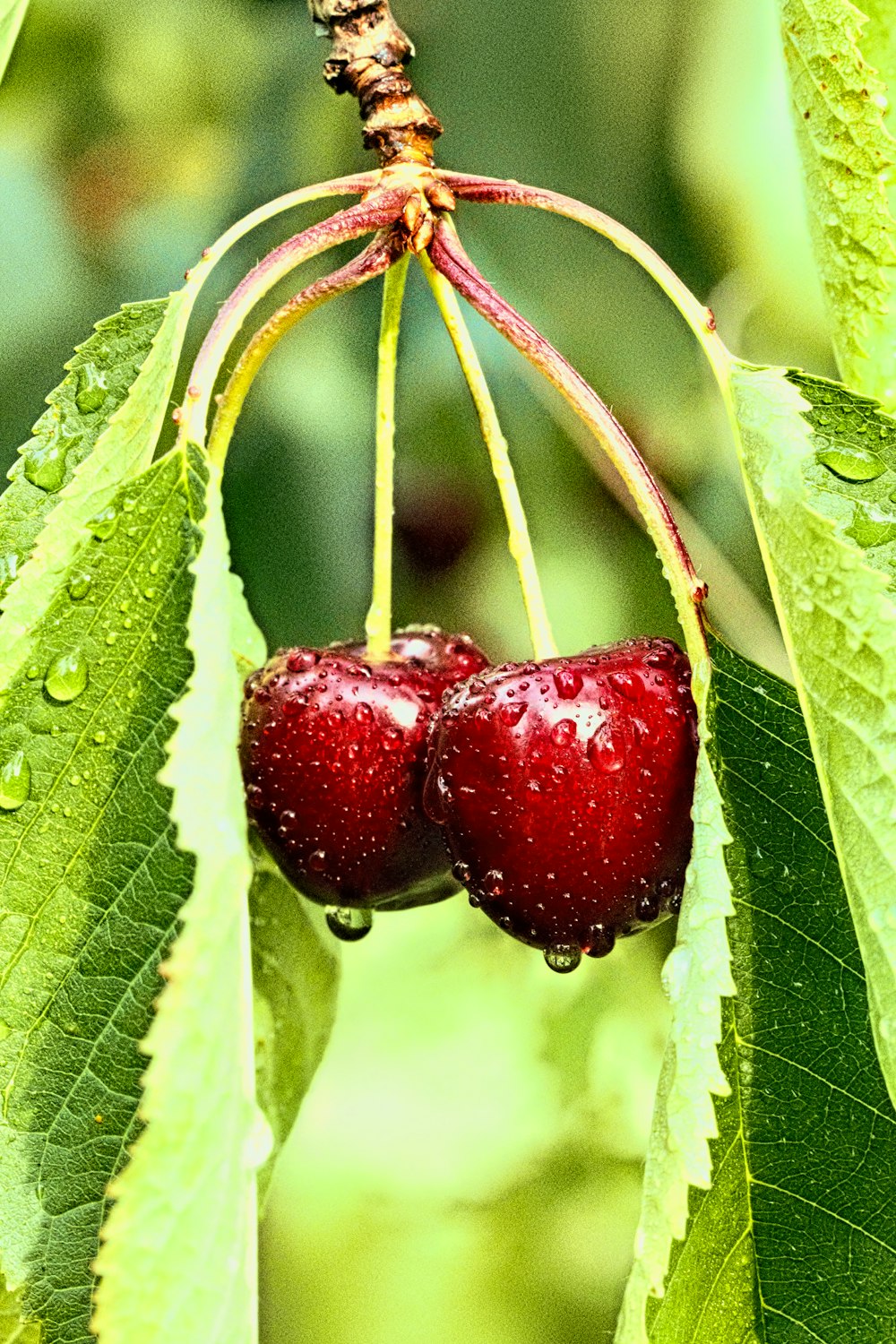 closeup photo of two cherry fruits