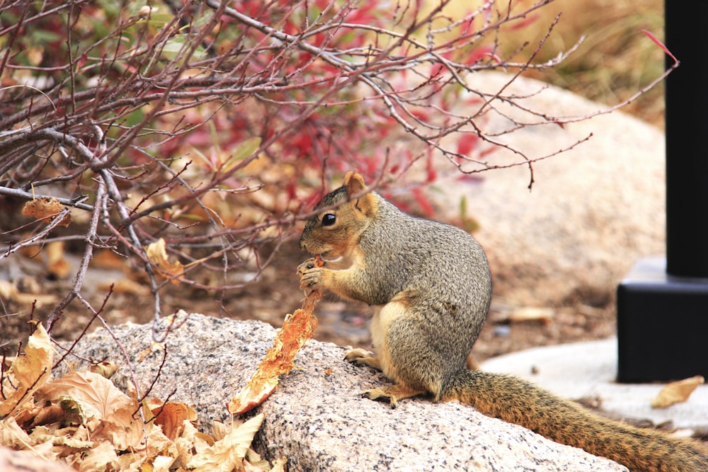 brown squirrel