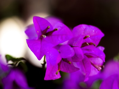 High-quality photograph print showcasing vibrant colors and sharp details.