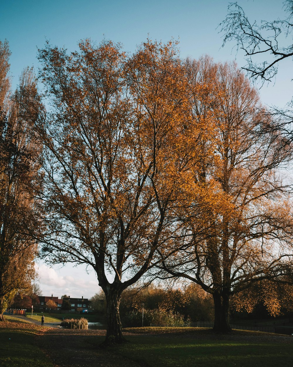 green trees