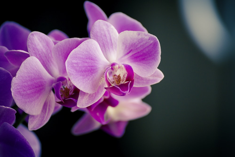 a close up of a purple flower on a black background