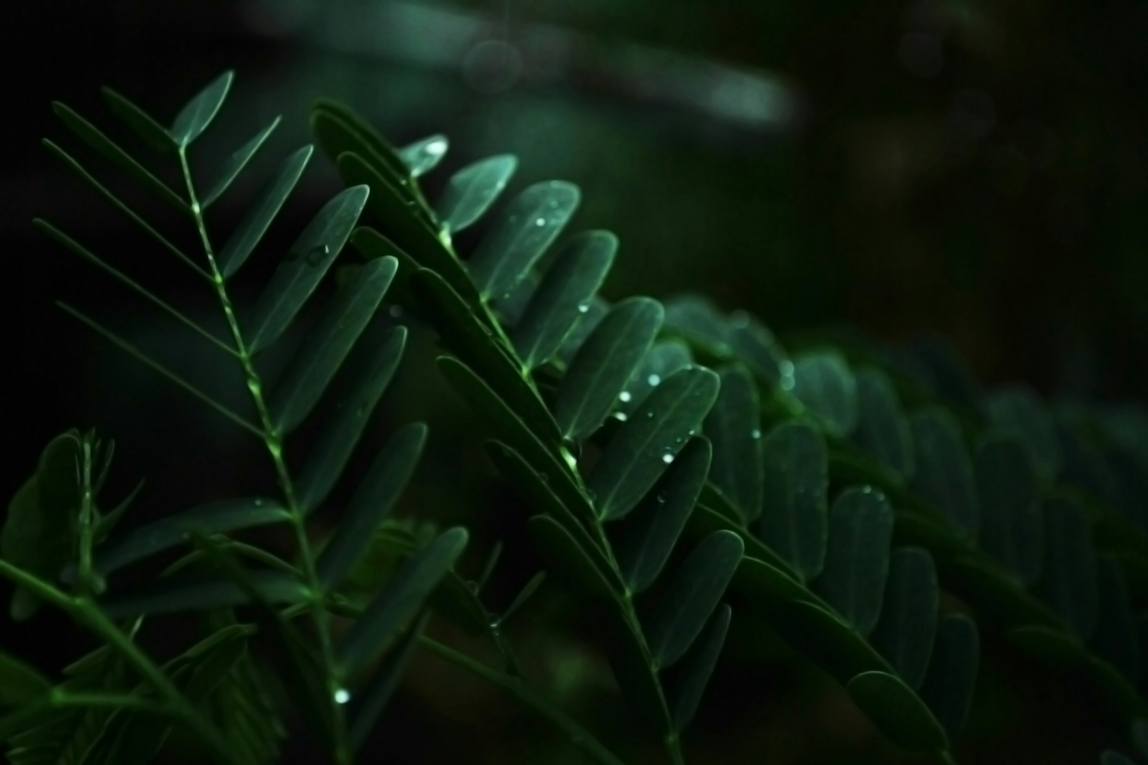 Photo by hybridnighthawk