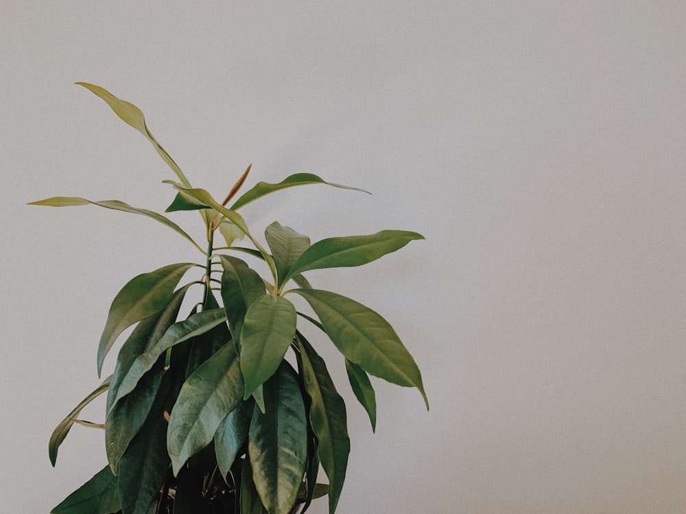 closeup photo of green leafed plant