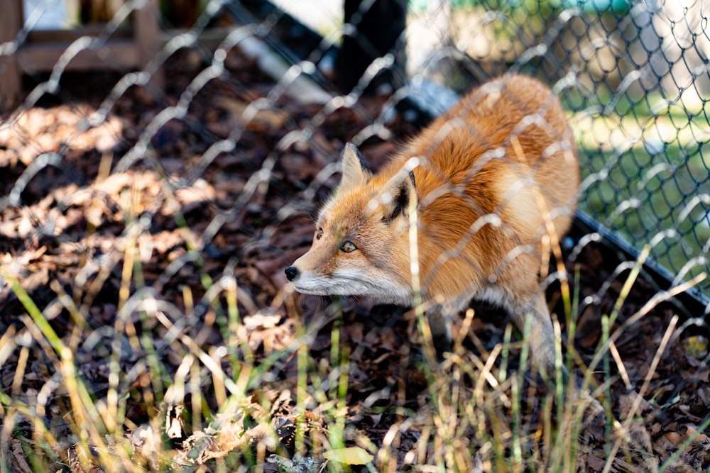 fox inside cage