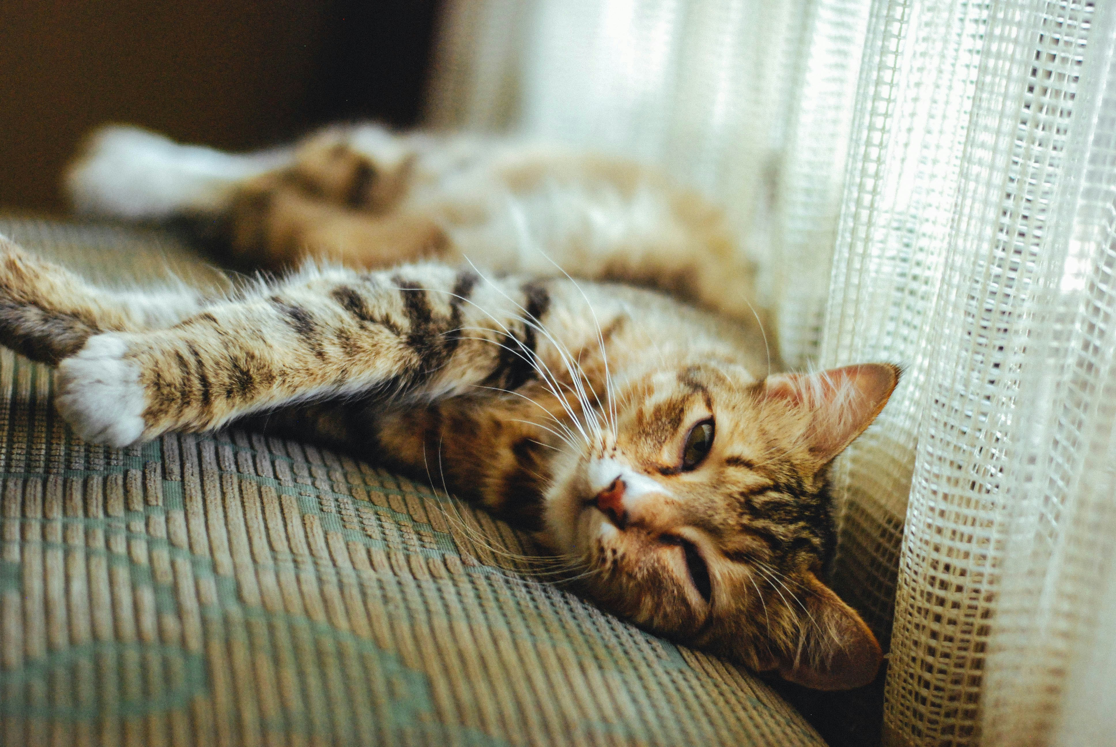 Photo by rakhmatsuwandi