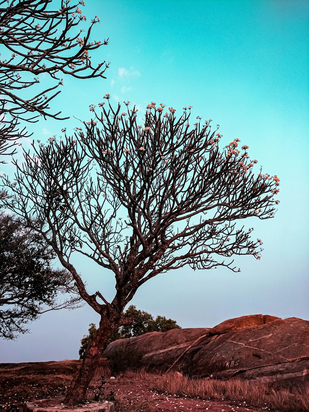 tree without leaf photograph