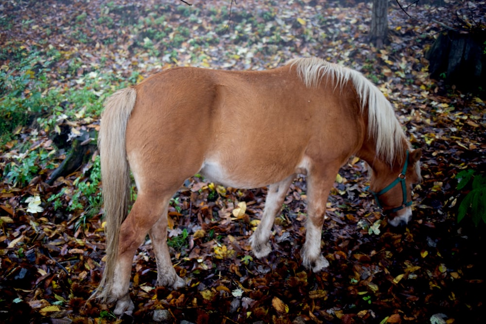 brown horse photograph