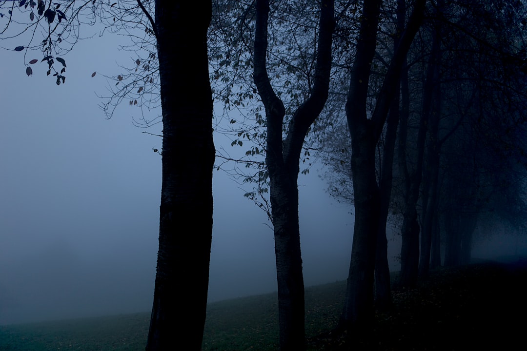 silhouette photography of trees