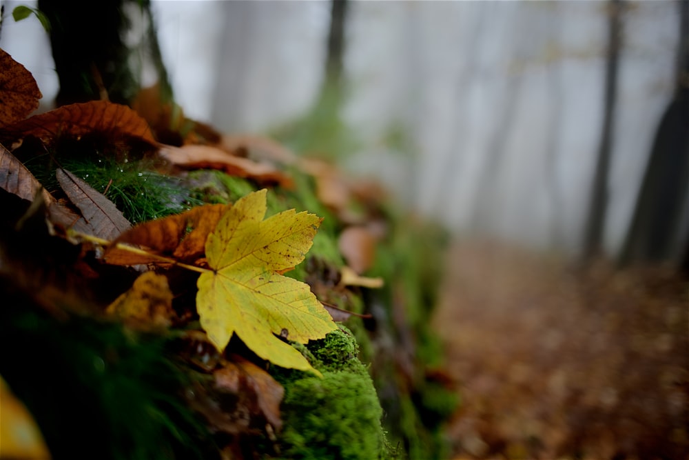 folha verde e marrom