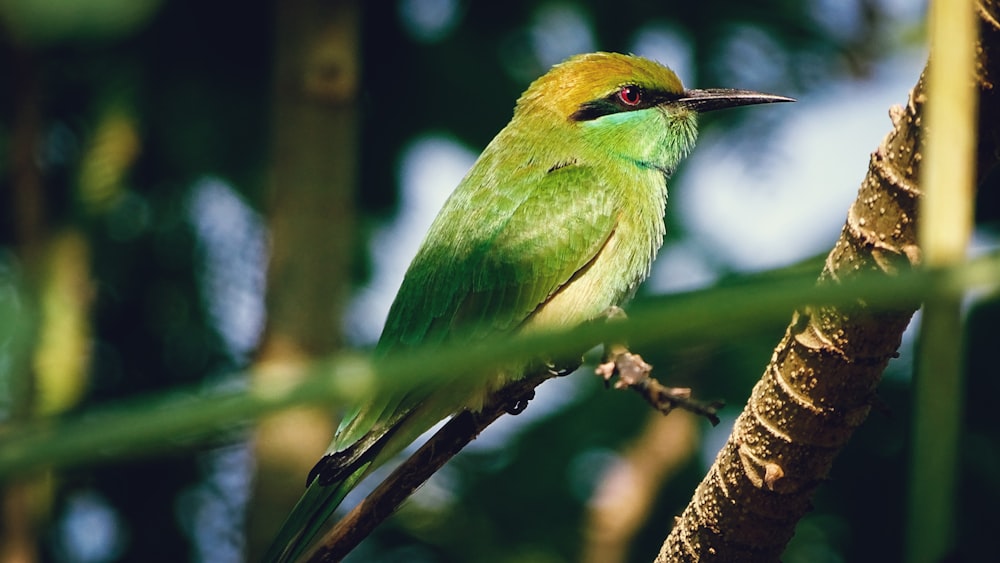 green bee-eater bird