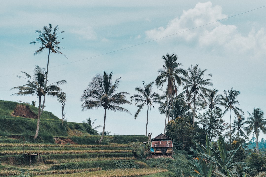 Tree house in Bali