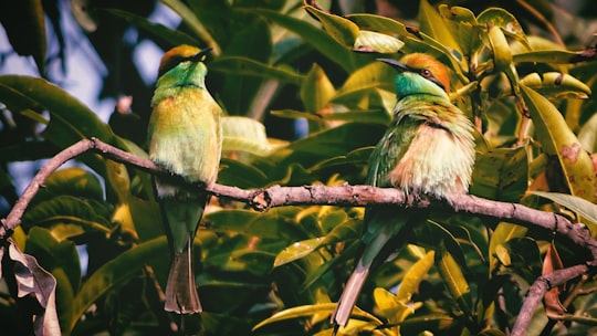 two green birds in Sundargarh India
