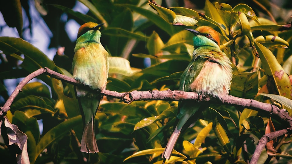 two green birds