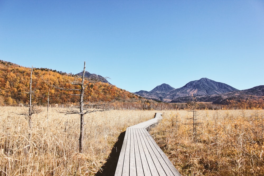 brown wooden pathway