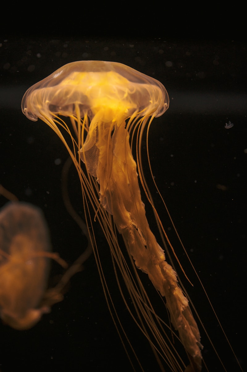 golden jellyfish in dark waters