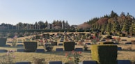 A neatly arranged cemetery features rows of gravestones and trimmed hedges. Various colorful flowers, predominantly roses, are interspersed between the gravestones. The background consists of neatly trimmed bushes, trees, and several flagpoles with flags waving in the wind under a clear blue sky.