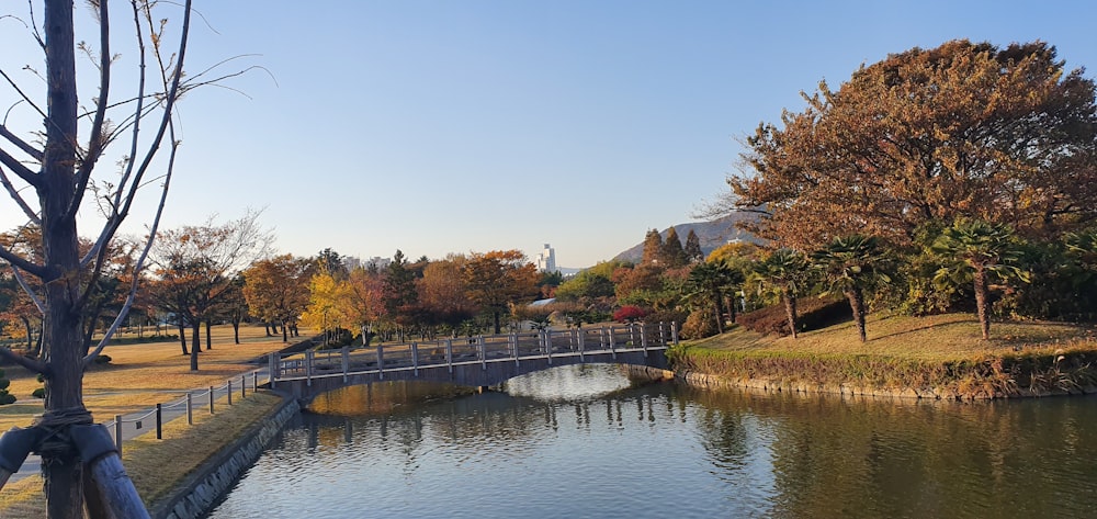 body of water beside trees