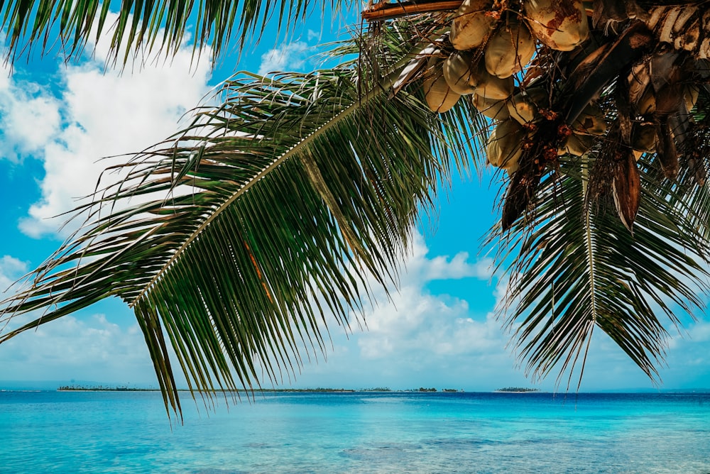 green and brown coconut palm tree