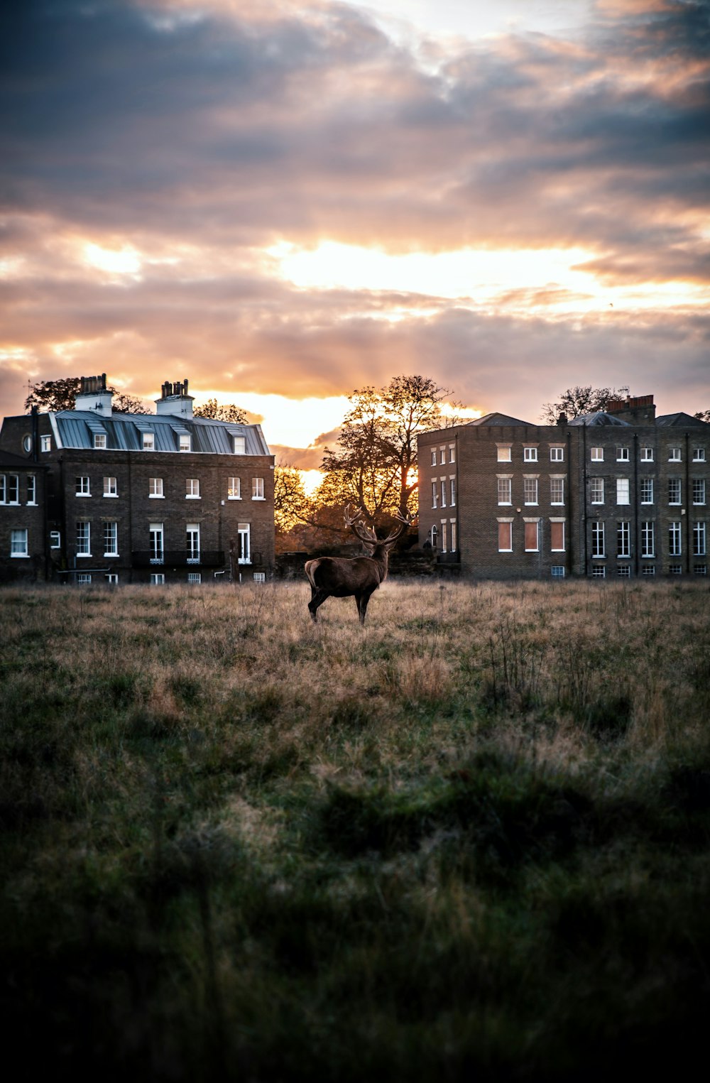deer on grass field near buildings during day