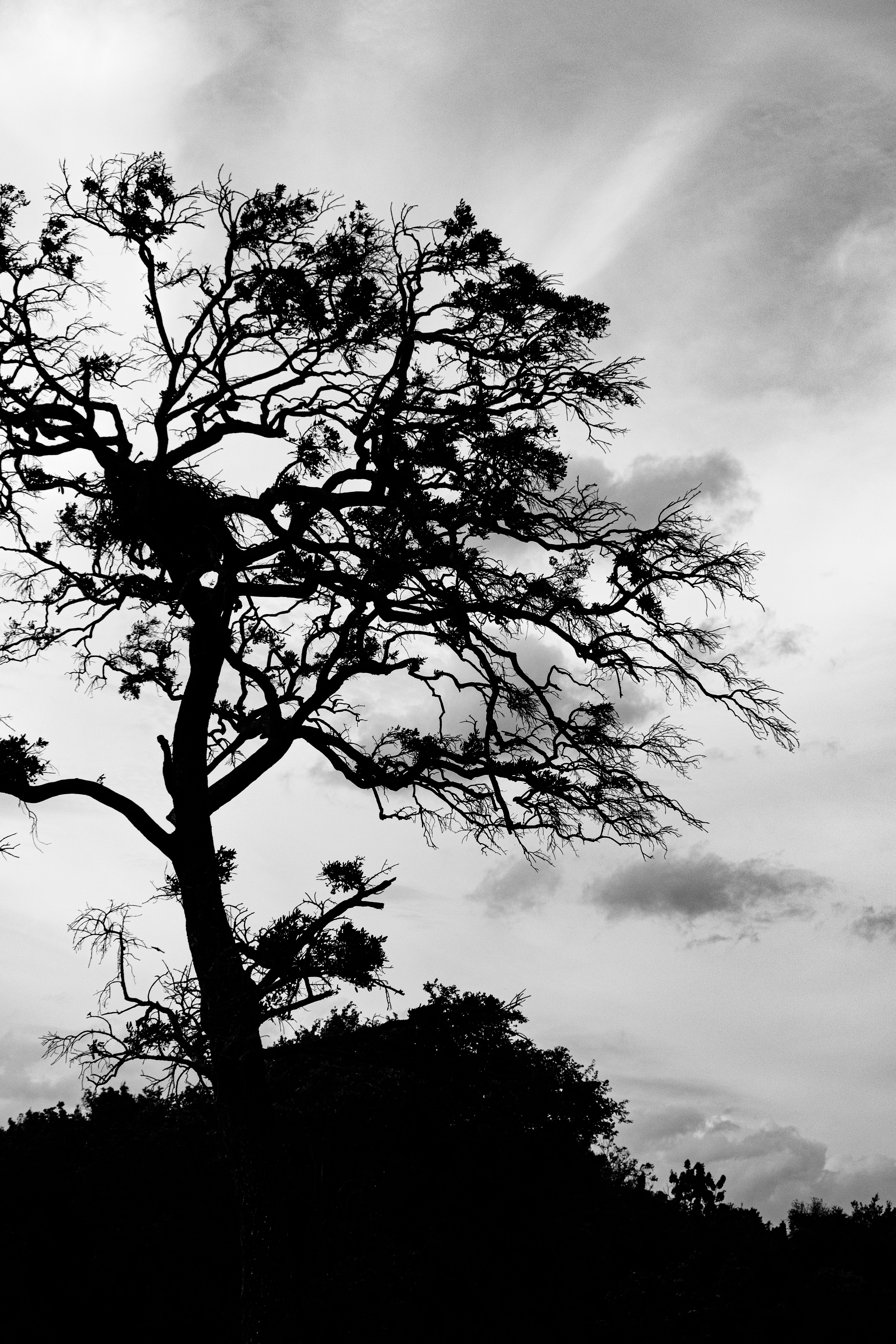 grayscale photography of bare tree