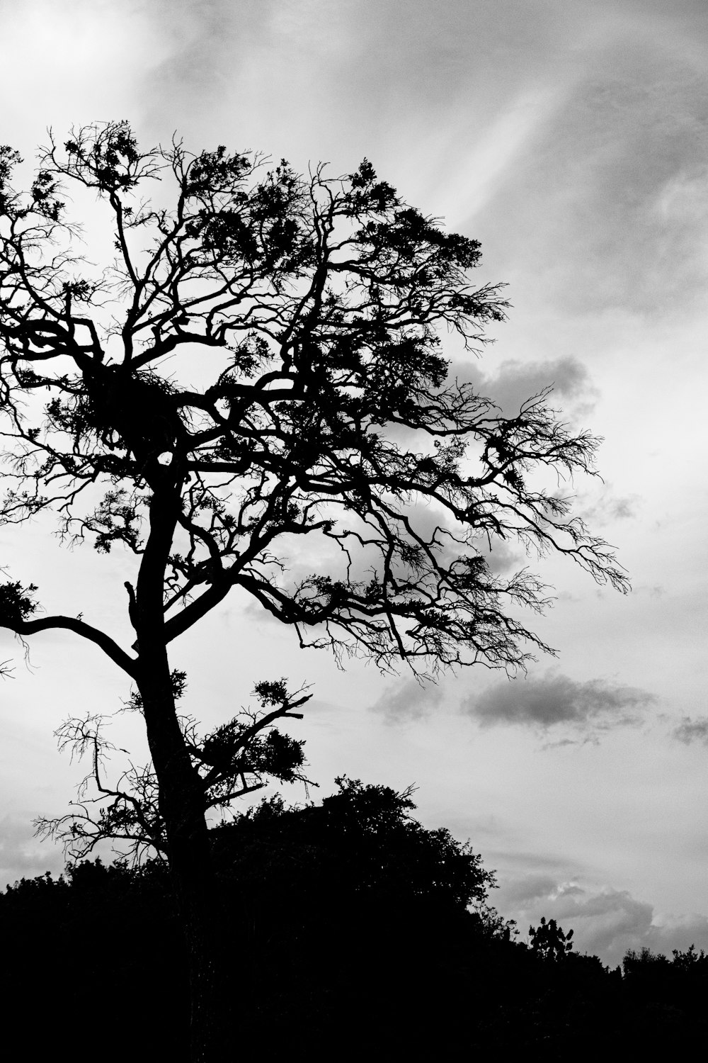 Fotografía en escala de grises de un árbol desnudo