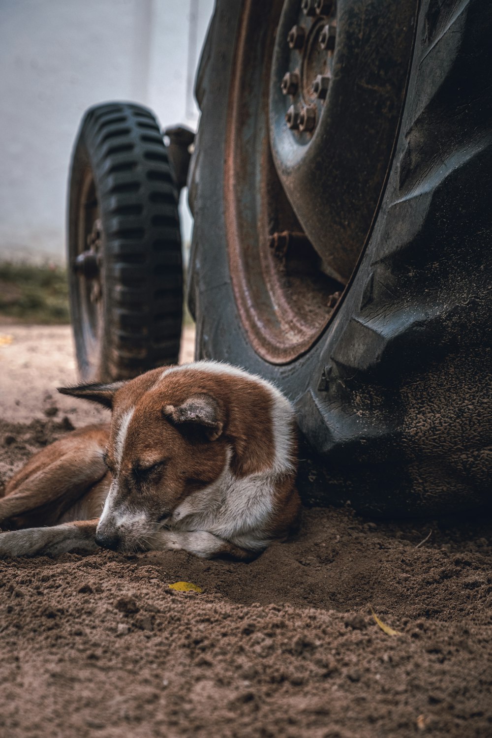 dog lying on bed near tire