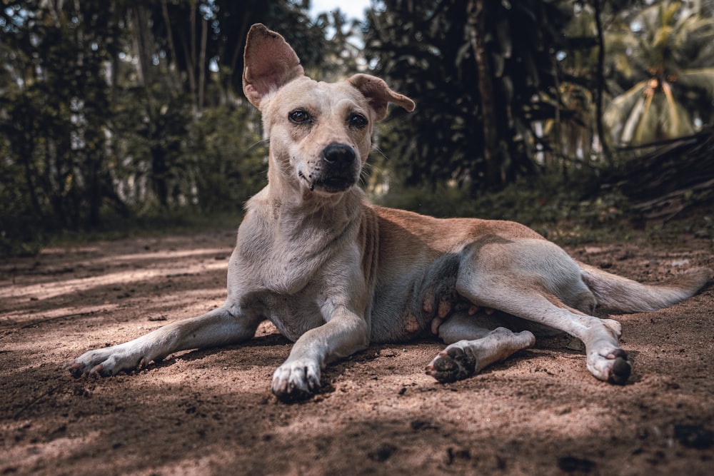 short-coated brown dog