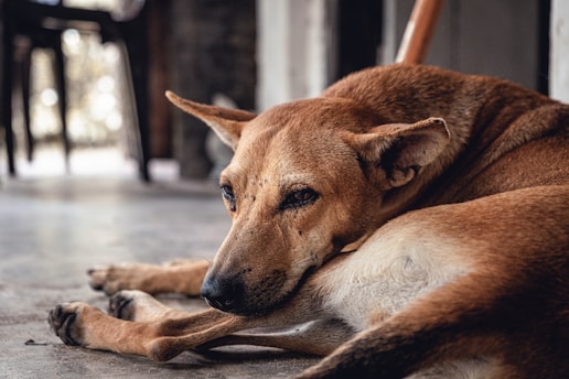remove dog ticks 