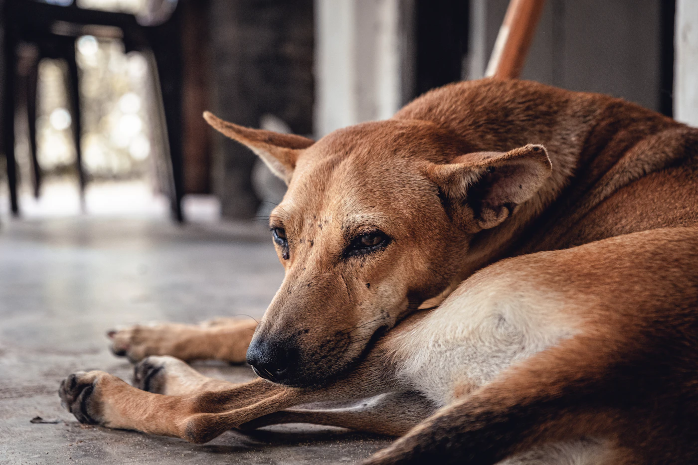 A calm dog lying on the floor at home, resting quietly and looking relaxed indoors