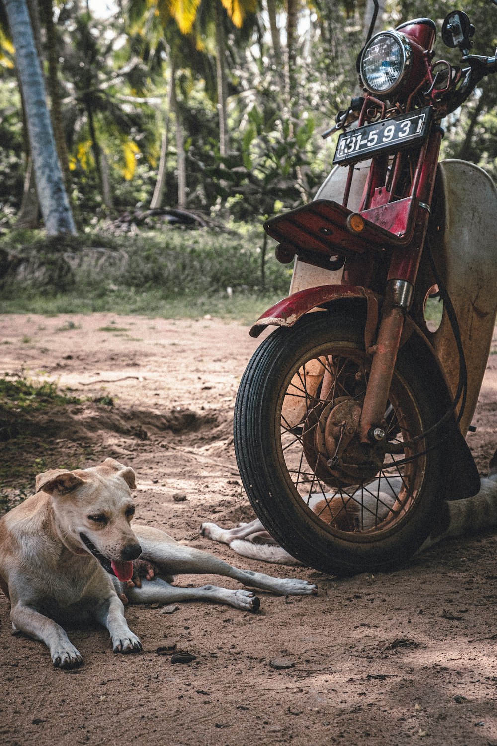 short-coated brown dog lying outdoors