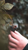 A farmer's hands gently picking berries from a bush.