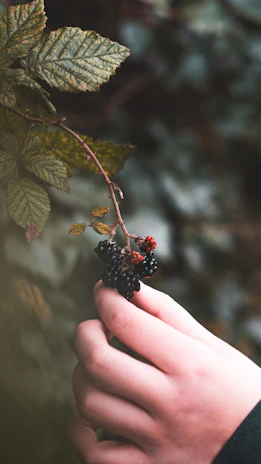 A close-up of a parent's hand gently guiding a child's hand as they pick fresh berries together.