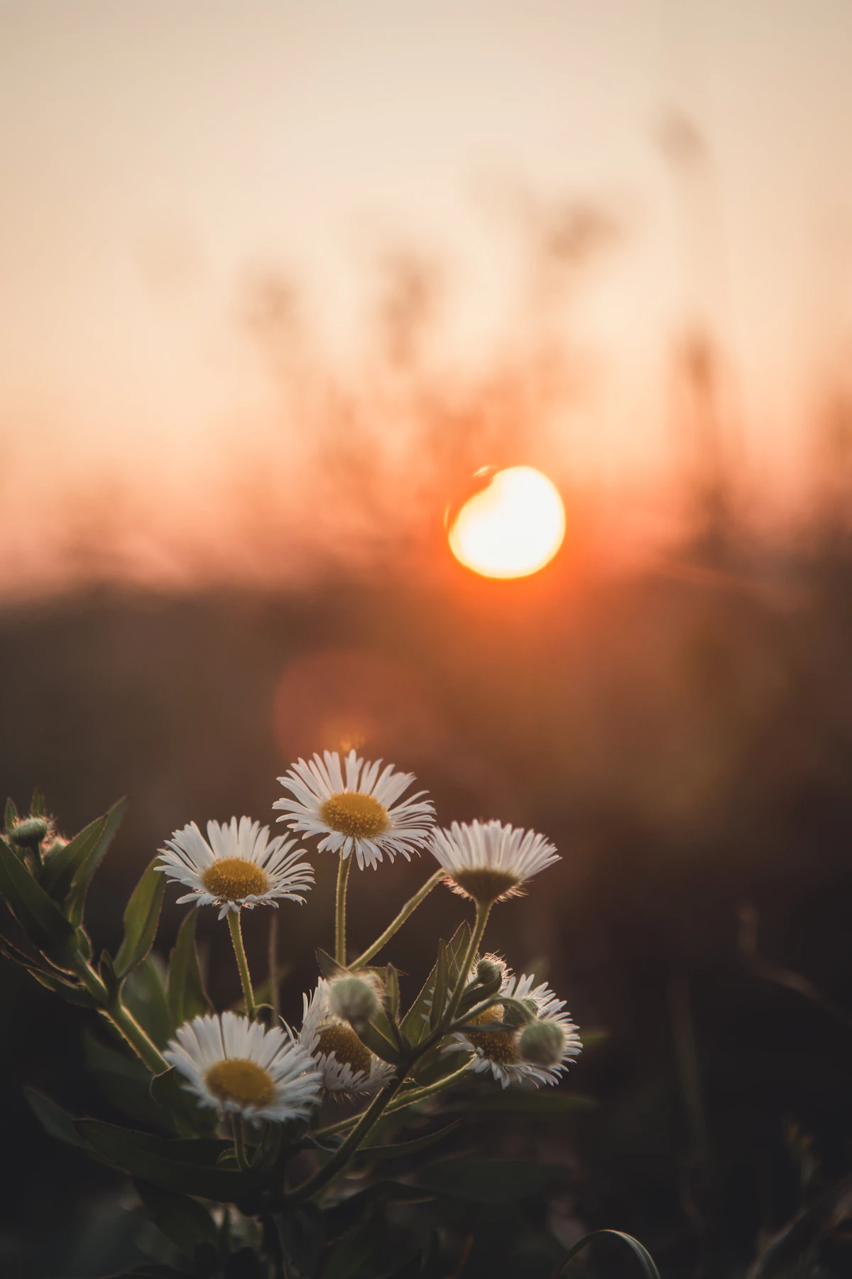 Daisies at sunset for a romantic fifth anniversary celebration