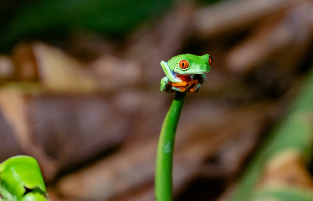 shallow focus photography of green frog