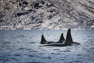 whales in water during daytime