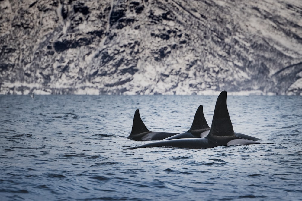 whales in water during daytime