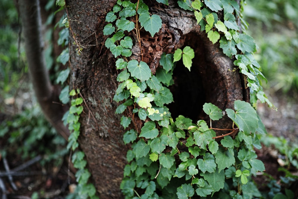 green vine plant