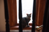 A curious tabby cat perched on a windowsill looking outside