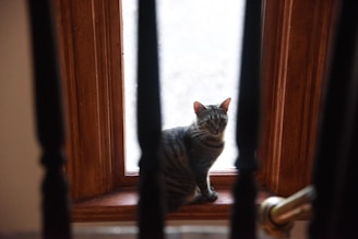 A thoughtful tabby cat perched on a windowsill, gazing out at lush greenery on a crisp morning.