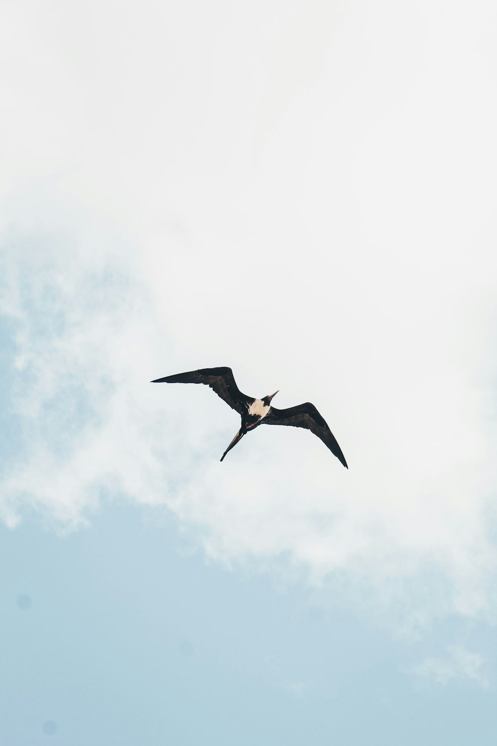 black and beige bird under gray sky