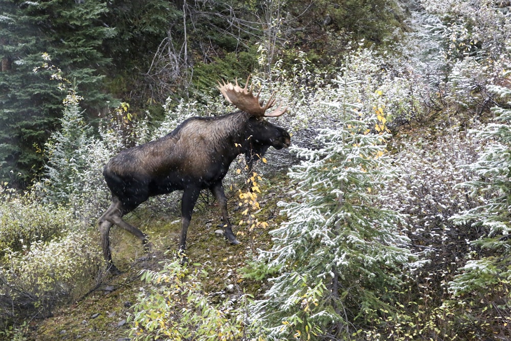 brown moose