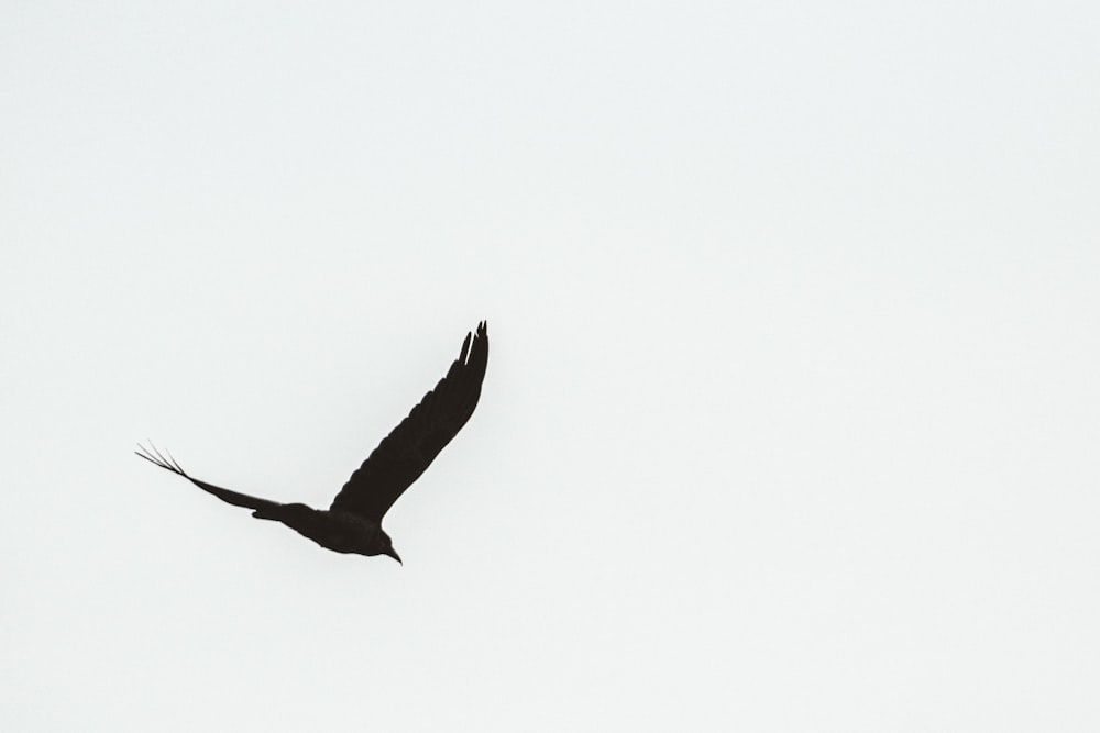 black bird under white sky