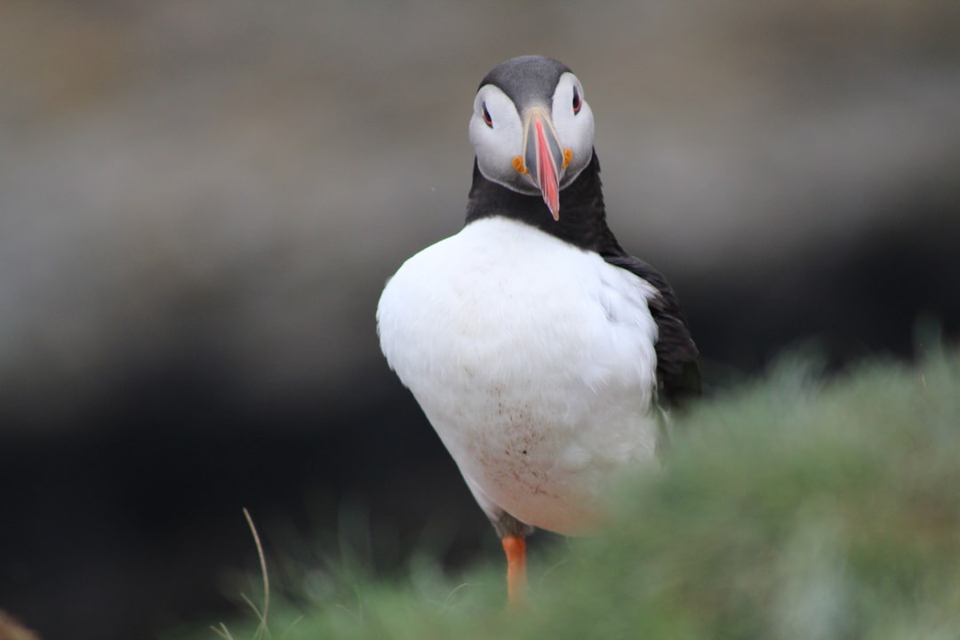 Wildlife photo spot Treshnish Isles Staffa