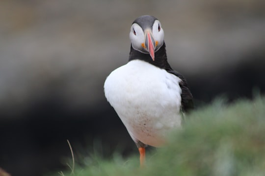 white and black bird on grass in Treshnish Isles United Kingdom