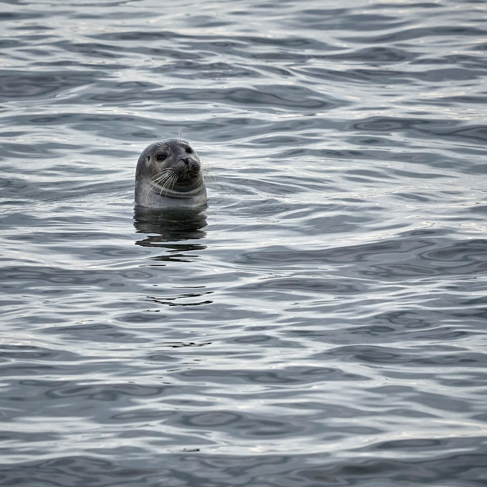 grey mammal on water